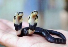 En Video: Encuentran una Cobra china de dos cabezas