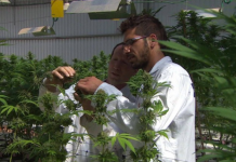 HISTÓRICO: Israel, despenaliza el consumo publico de marihuana