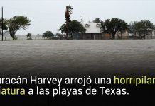 Huracán Harvey arrojó una horripilante criatura a las playas de Texas (FOTOS)