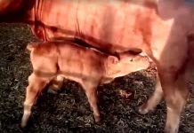 Nace una vaca roja en Isreal. Expertos rabinos aseguran es señal del fin del mundo